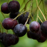 Apfelbeere, Aronia