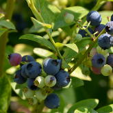 Heidelbeeren