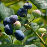 Heidelbeere Bluecrop - Vaccinium corymbosum Bluecrop - 3 L-Container, Liefergre 20/30 cm