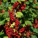 Rote Ribisel/Johannisbeere Redpoll - Ribes rubrum Redpoll - 5 L-Container, Liefergre 60/80 cm