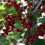 Rote Ribisel/Johannisbeere Rote Vierlnder - Ribes rubrum Rote Vierlnder - 5 L-Container, Liefergre 60/80 cm