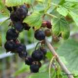 Schwarze Ribisel/Johannisbeere Ben Tirran(S) - Ribes nigrum Ben Tirran(S) - 5 L-Container, Liefergre 60/80 cm