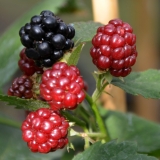 Brombeere Thornfree - Rubus fruticosus Thornfree - 3 L-Container, Liefergre 40/60 cm, gestbt