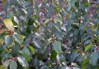 Portugiesische Lorbeerkirsche Angustifolia - Prunus lusitanica Angustifolia - 4 L-Container, Liefergre 80/100 cm