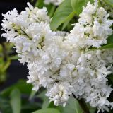 Edelflieder Madame Lemoine - Syringa vulgaris Madame Lemoine - 3 L-Container, Liefergre 60/80 cm