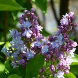 Edelflieder Michel Buchner - Syringa vulgaris Michel Buchner - 3 L-Container, Liefergre 40/60 cm