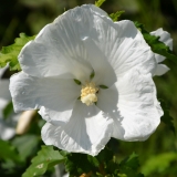 Garteneibisch Diana - Hibiscus syriacus Diana - 3 L-Container, Liefergre 60/80 cm