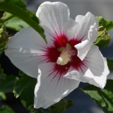 Garteneibisch Monstrosus - Hibiscus syriacus Monstrosus - 3 L-Container, Liefergre 60/80 cm