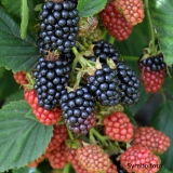 Brombeere Triple Crown - Rubus fruticosus Triple Crown - 3 L-Container, Liefergre 40/60 cm, gestbt