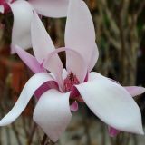 Purpurmagnolie Royal Crown - Magnolia liliflora Royal Crown - 3 L-Container, Liefergre 100/125 cm