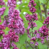 Edelflieder Charles Joly - Syringa vulgaris Charles Joly - 3 L-Container, Liefergre 60/80 cm