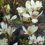 Magnolie Sunrise - Magnolia Sunrise - 3 L-Container, Liefergre 40/60 cm