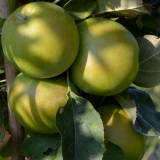 Sulenapfel Gold Sensation - Malus domestica Gold Sensation - 7 L-Container, Liefergre 80/100 cm