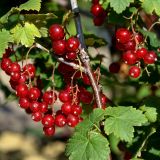 Rote Ribisel/Johannisbeere Junifer - Ribes rubrum Junifer - 5 L-Container, Liefergre 60/80 cm