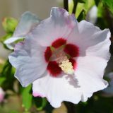 Garteneibisch Mathilda - Hibiscus syriacus Mathilda - 3 L-Container, Liefergre 60/80 cm