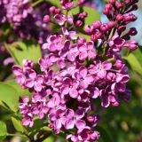 Edelflieder Andenken an Ludwig Spth - Syringa vulgaris Andenken an Ludwig Spth - 3 L-Container, Liefergre 40/60 cm