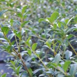 Frhlingsduftblte - Osmanthus x burkwoodii - 3 L-Container, Liefergre 40/60 cm