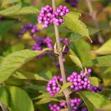 Schnfrucht Profusion - Callicarpa bodinieri Profusion - 7,5-10 L-Container, Liefergre 80/100 cm