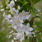 Maiblumenstrauch - Deutzia gracilis - 7,5 L-Container, Liefergre 40/60 cm