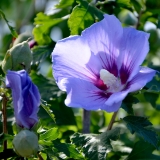 Garteneibisch Blue Bird - Hibiscus syriacus Blue Bird - 3 L-Container, Liefergre 30/40 cm