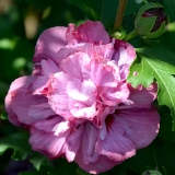 Garteneibisch Duc de Brabant - Hibiscus syriacus Duc de Brabant - 3 L-Container, Liefergre 40/60 cm