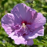 Garteneibisch Lavender Chiffon - Hibiscus syriacus Lavender Chiffon - 2,5 L-Container, Liefergre 80/100 cm