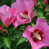 Garteneibisch Pink Giant - Hibiscus syriacus Pink Giant - 3 L-Container, Liefergre 80/100 cm