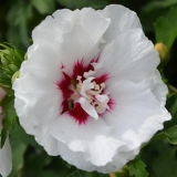 Garteneibisch Speciosus - Hibiscus syriacus Speciosus- 3 L-Container, Liefergre 80/100 cm