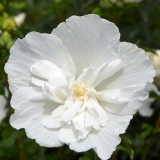 Garteneibisch White Chiffon - Hibiscus syriacus White Chiffon - 3 L-Container, Liefergre 60/80 cm