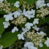 Japanischer Schneeball Kilimanjaro - Viburnum plicatum Kilimanjaro - 4 L-Container, Liefergre 80/100 cm