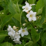 Weigelie Snowflake - Weigela Hybr. Snowflake - 10 L-Container, Liefergre 80/100 cm