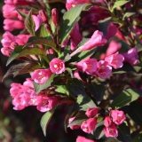 Zwerg-Weigelie Victoria - Weigela florida Victoria - 7,5 L-Container, Liefergre 60/80 cm