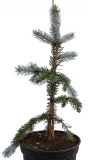 Silberfichte Hoopsii - Picea pungens Hoopsii - 4 L-Container, Liefergre 60/80 cm