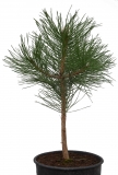 Schwarzkiefer - Pinus nigra subsp. nigra - 4 L-Container, Liefergröße 40/60 cm