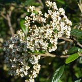 Prager Schneeball - Viburnum x pragense - 3 L-Container, Liefergre 40/60 cm