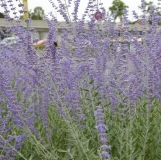 Blauraute Blue Spire - Perovskia atriplicifolia Blue Spire - 3 L-Container, Liefergre 30/40 cm