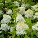 Rispenhortensie Phantom - Hydrangea paniculata Phantom - 3 L-Container, Liefergre 60/80 cm