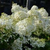 Rispenhortensie Bobo - Hydrangea paniculata Bobo - 3 L-Container, Liefergre 40/60 cm