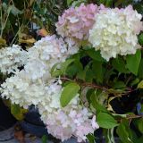 Rispenhortensie Diamantino - Hydrangea paniculata Diamantino - 3 L-Container, Liefergre 40/60 cm