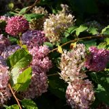 Ballhortensie Pink Percussion - Hydrangea arborescens Pink Percussion - 3 L-Container, Liefergre 40/60 cm