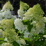 Rispenhortensie Polar Bear(S) - Hydrangea paniculata Polar Bear(S) - 3 L-Container, Liefergre 40/60 cm