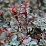 Kleine Blutberberitze Atropurpurea Nana - Berberis thunbergii Atropurpurea Nana - 2 L-Container, Liefergre 20/30 cm