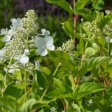 Rispenhortensie Wims Red(S) - Hydrangea paniculata Wims Red(S) - 3 L-Container, Liefergre 40/60 cm