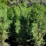 Lebensbaum Dark Embers - Thuja occidentalis Dark Embers(S) - 3 L- Container, Liefergre 40/60 cm