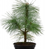 Trnenkiefer - Pinus wallichichiana - 3 L-Container, Liefergre 60/80 cm