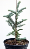 Silber-Tanne - Abies procera Glauca - 5 L-Container, Liefergre 40/60 cm