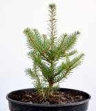 Korea-Tanne - Abies koreana - 5 L-Container, Liefergre 30/40 cm