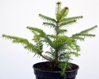 Nordmanns-Tanne - Abies nordmanniana - 5 L-Container, Liefergre 30/40 cm