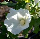 Garteneibisch William R. Smith - Hibiscus syriacus William R. Smith - 3 L-Container, Liefergre 60/80 cm