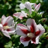 Garteneibisch Helene / Helena - Hibiscus syriacus Helene / Helena - 3 L-Container, Liefergre 30/40 cm